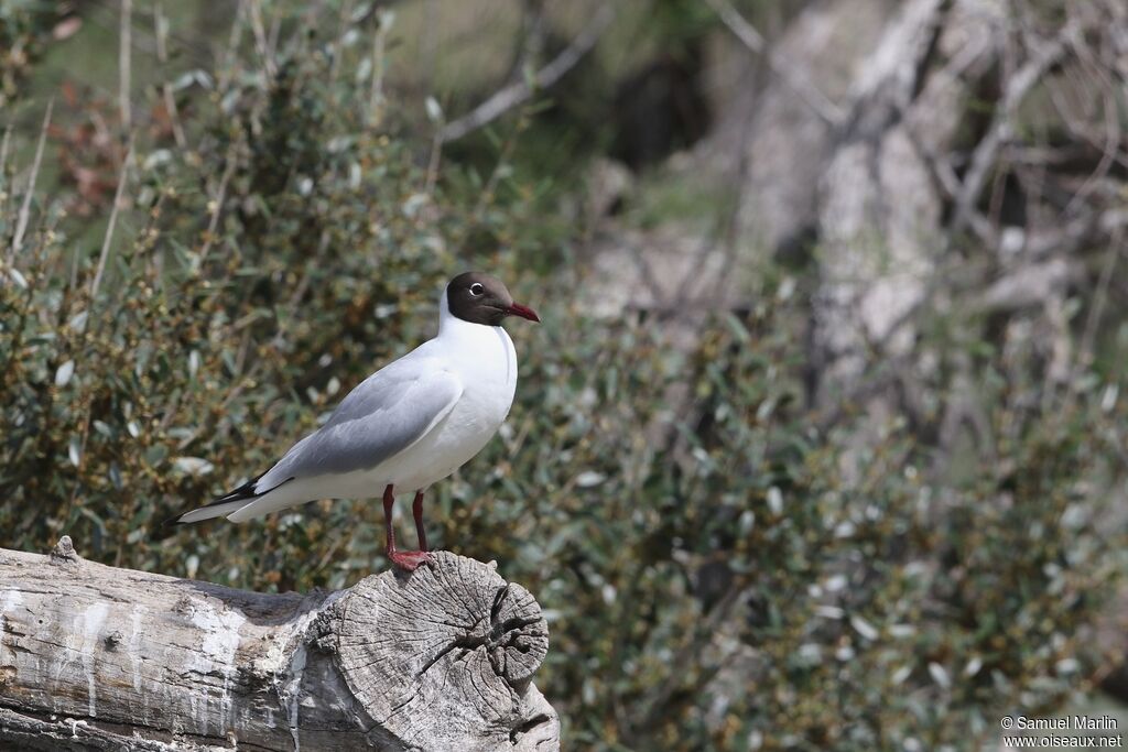 Black-headed Gull