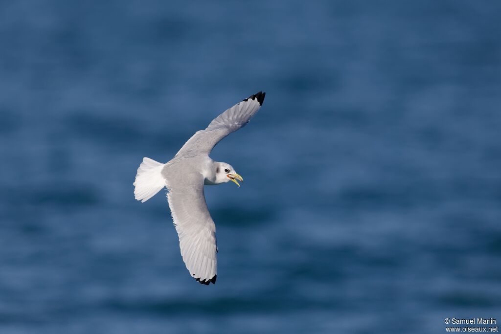 Black-legged Kittiwakeadult, Flight, eats