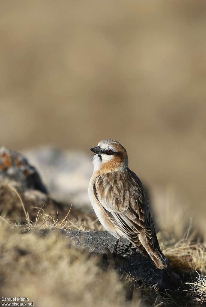 Rufous-necked Snowfinchadult breeding, habitat, pigmentation