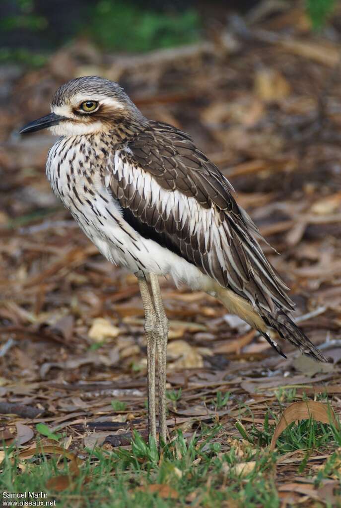 Bush Stone-curlewadult, identification