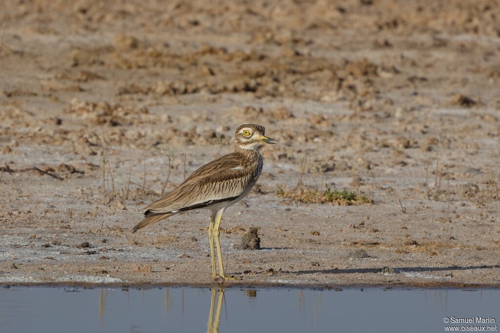Senegal Thick-kneeadult