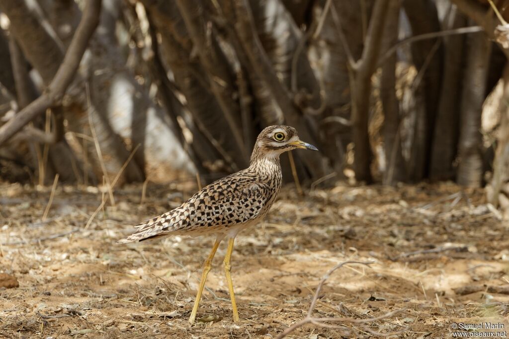 Spotted Thick-knee