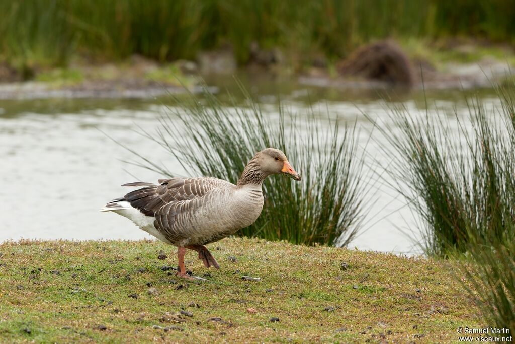 Greylag Gooseadult