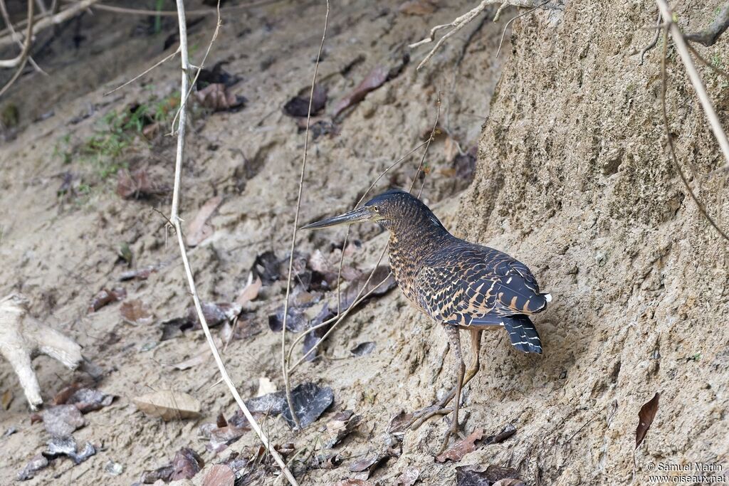 Onoré à huppe blancheadulte