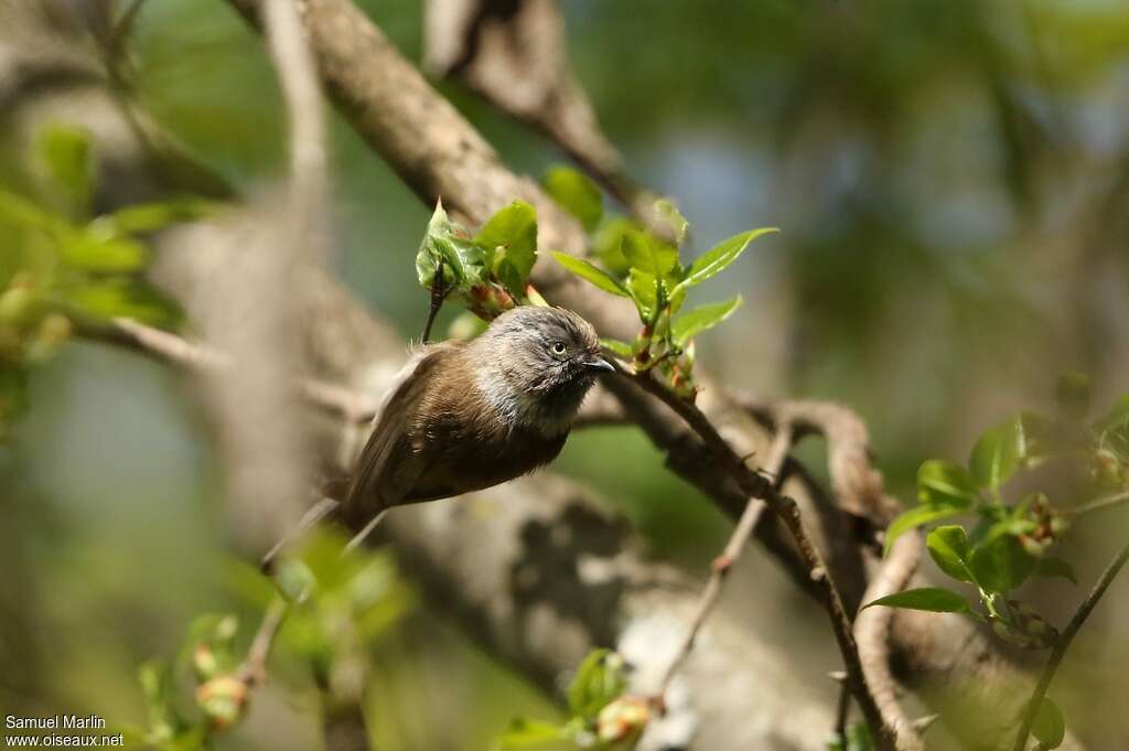 Sooty Bushtit