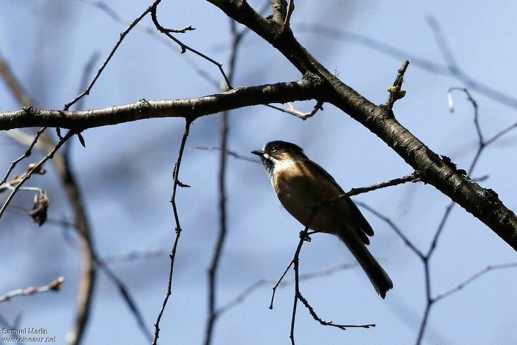 Black-browed Bushtitadult