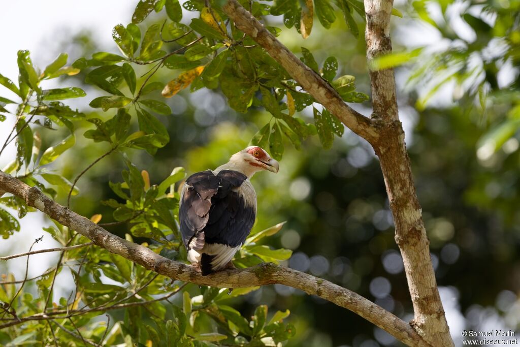 Palmiste africain mâle adulte
