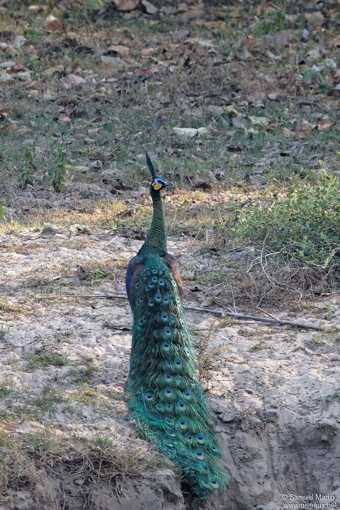 Green Peafowl male adult