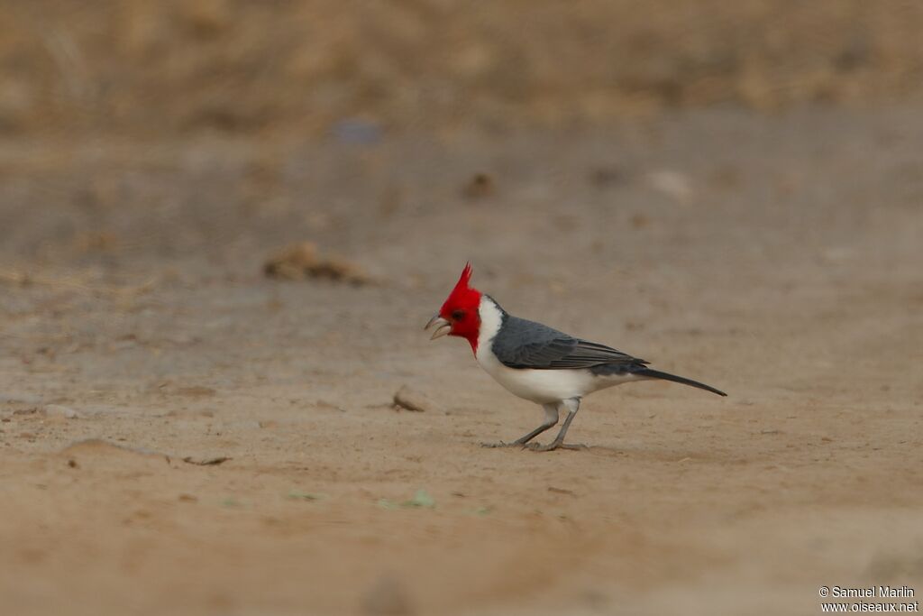 Red-crested Cardinaladult