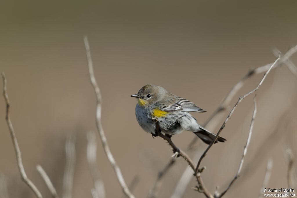 Audubon's Warbleradult