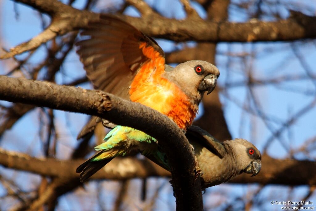 Red-bellied Parrotadult breeding, mating.