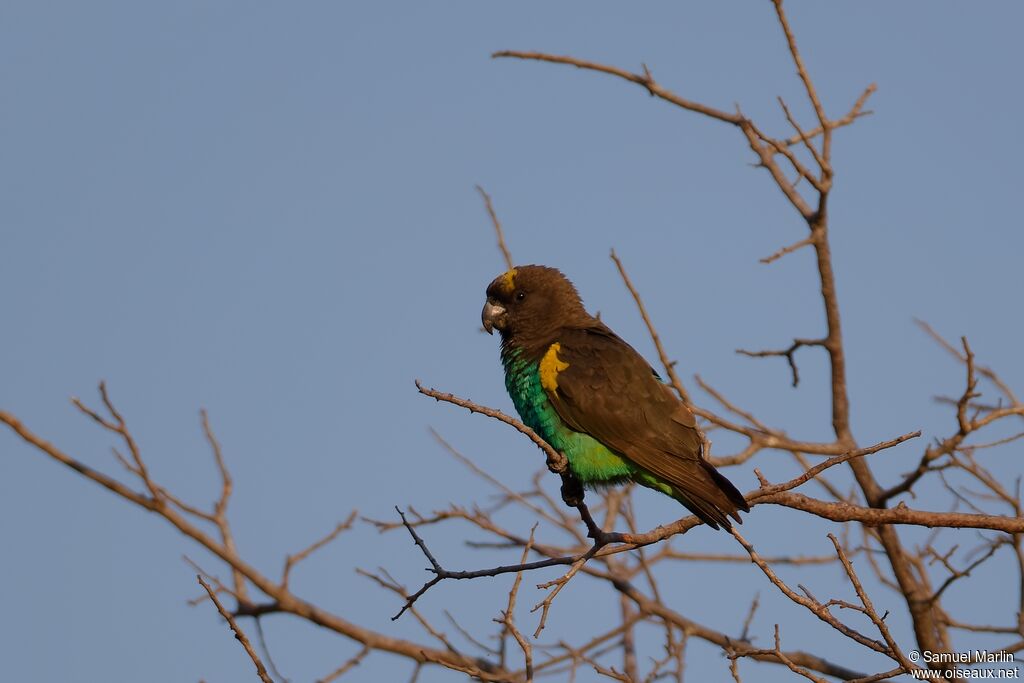 Meyer's Parrotadult