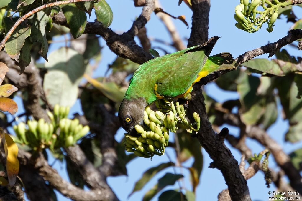 Senegal Parrotadult