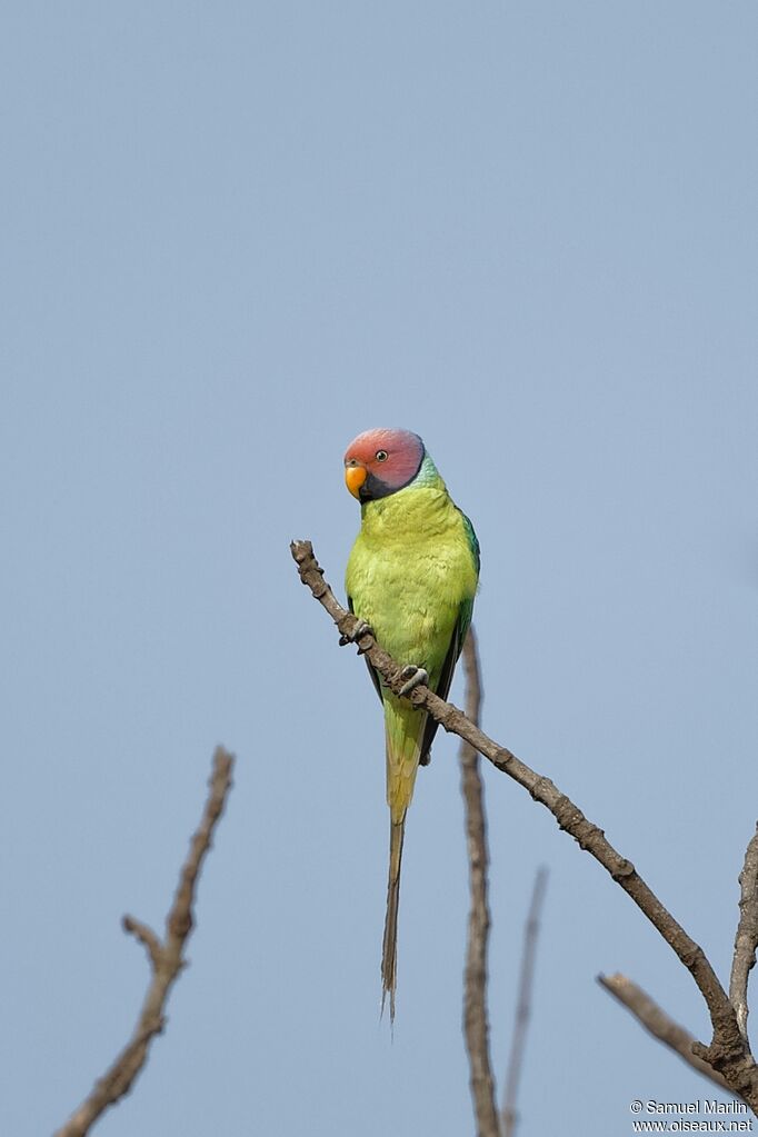 Plum-headed Parakeet male adult