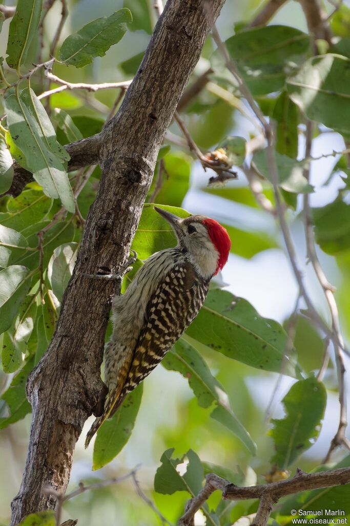 Cardinal Woodpeckeradult