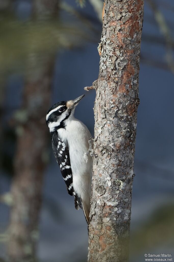 Hairy Woodpecker female adult