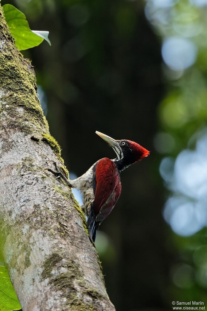 Crimson-backed Flamebackadult