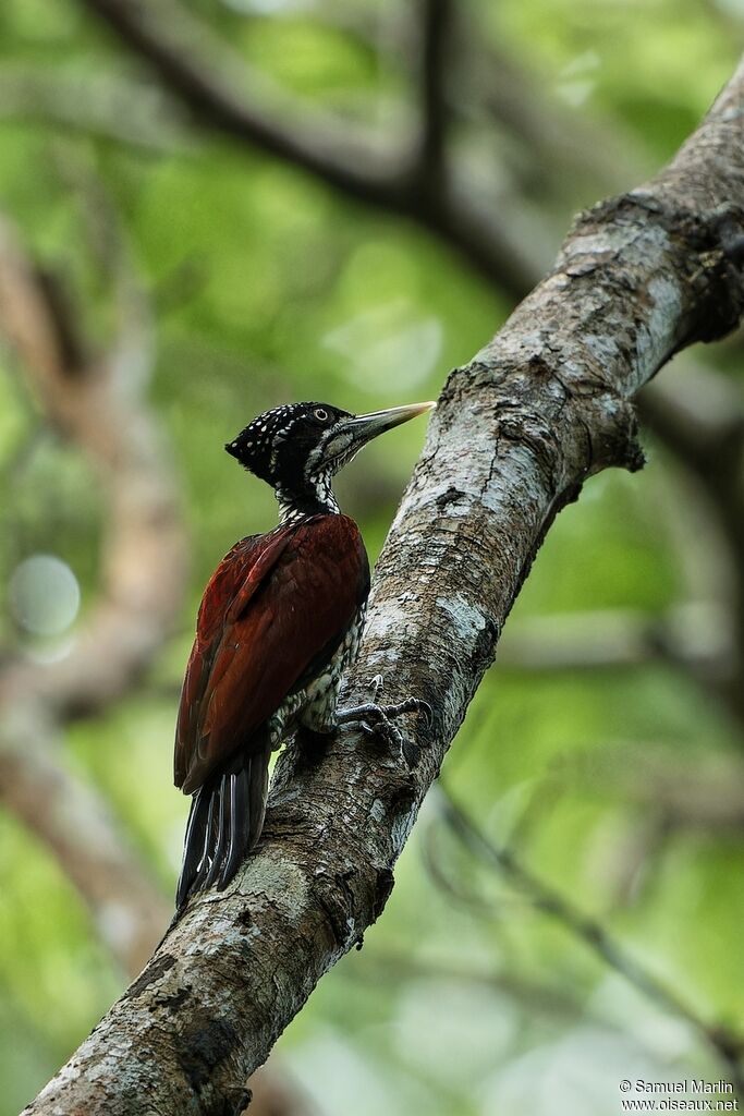Crimson-backed Flamebackadult