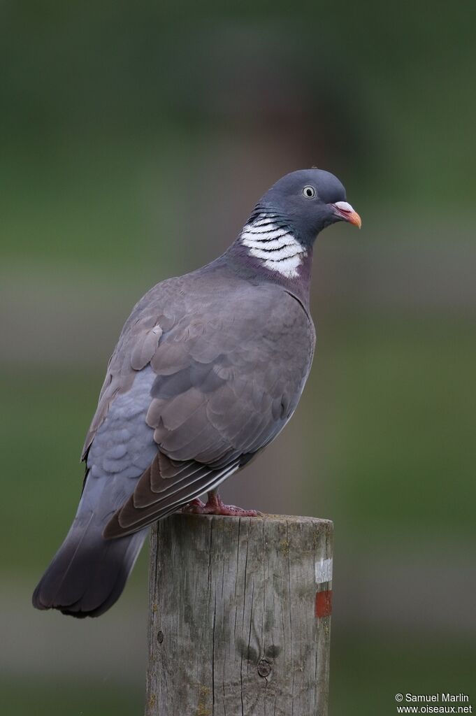 Pigeon ramieradulte