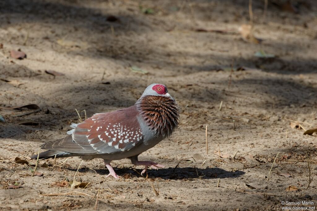 Speckled Pigeon male adult, courting display