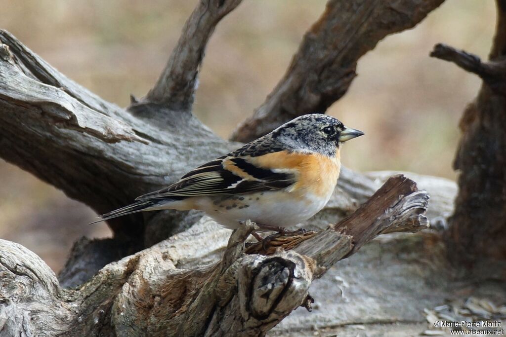 Bramblingadult