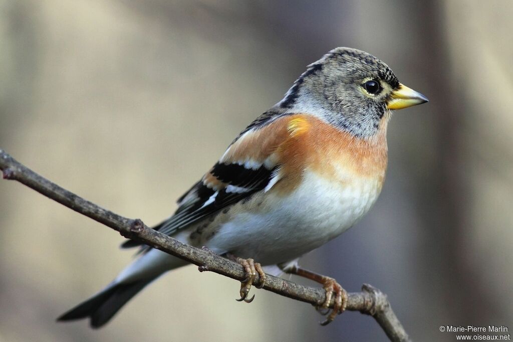 Bramblingadult