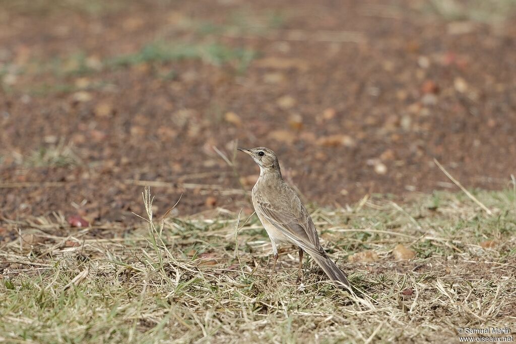 Pipit à long becadulte