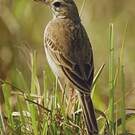 Pipit de Godlewski