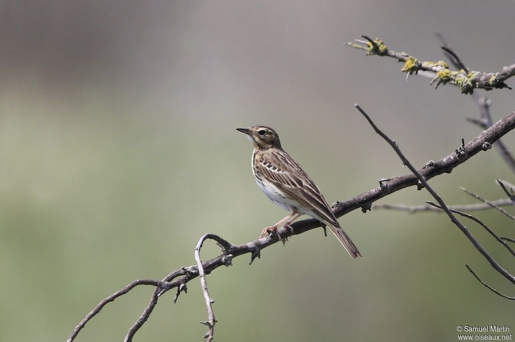 Pipit des arbresadulte