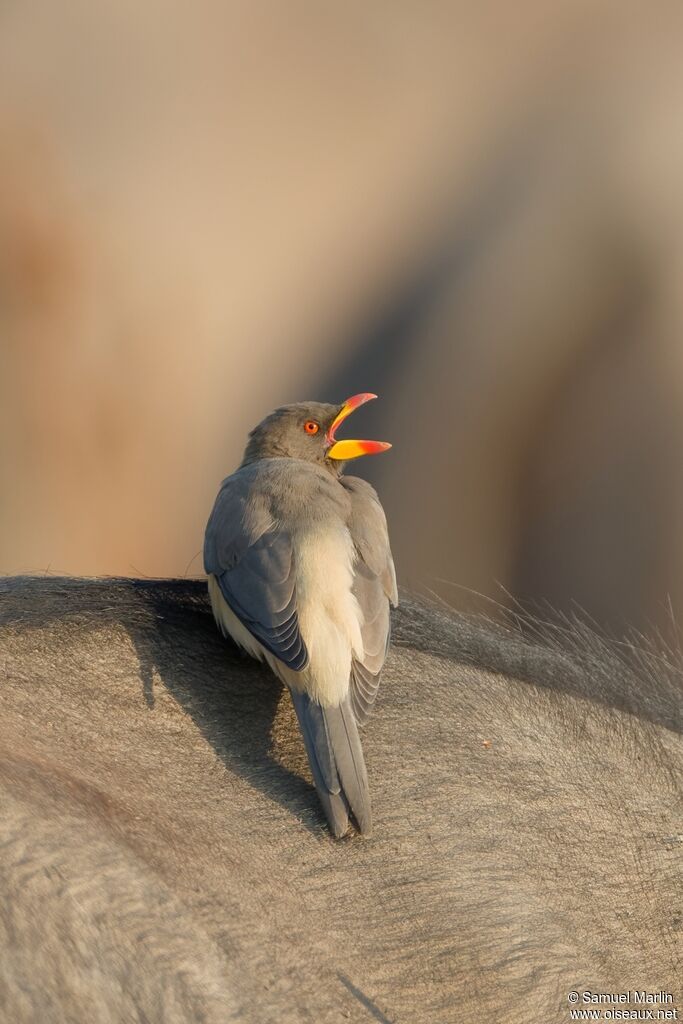 Yellow-billed Oxpeckeradult