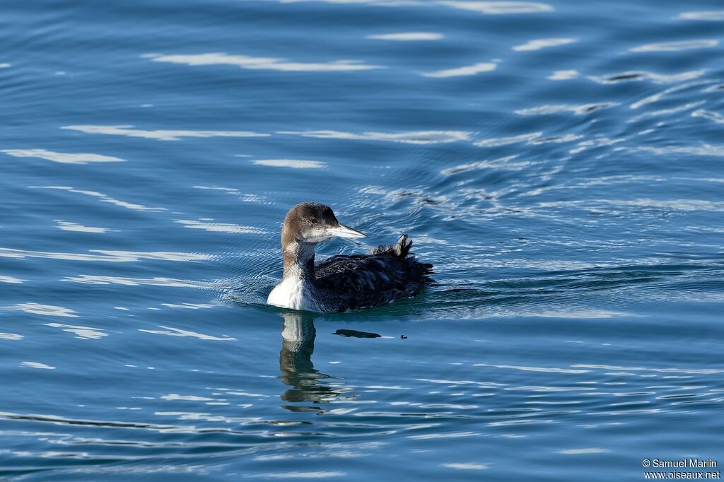 Plongeon du Pacifiqueadulte