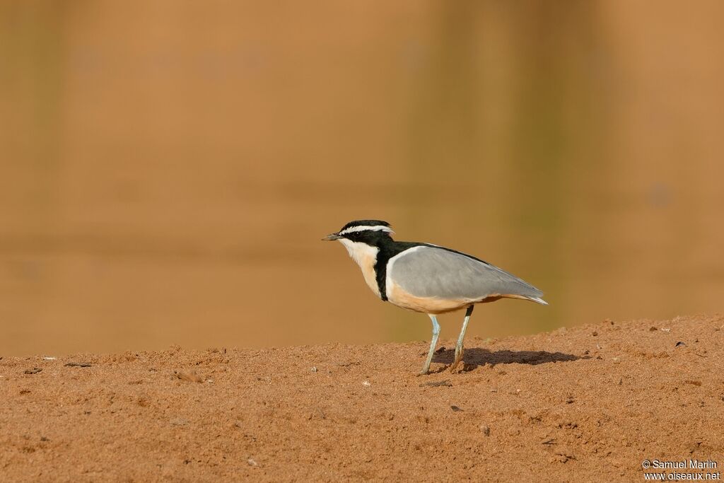 Pluvian fluviatileadulte
