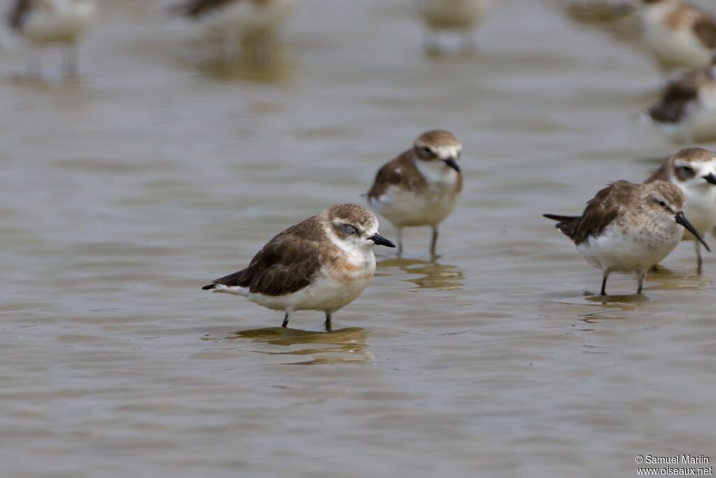 Tibetan Sand Plover