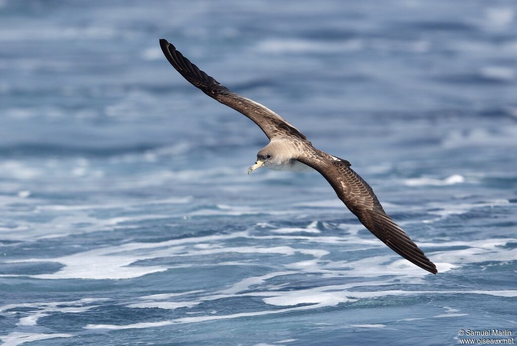 Puffin de Scopoliadulte