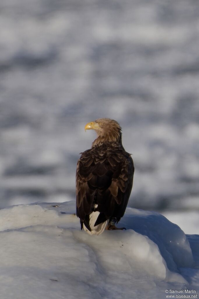 Pygargue à queue blancheadulte