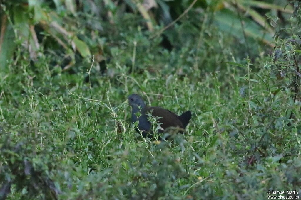 Blackish Railadult
