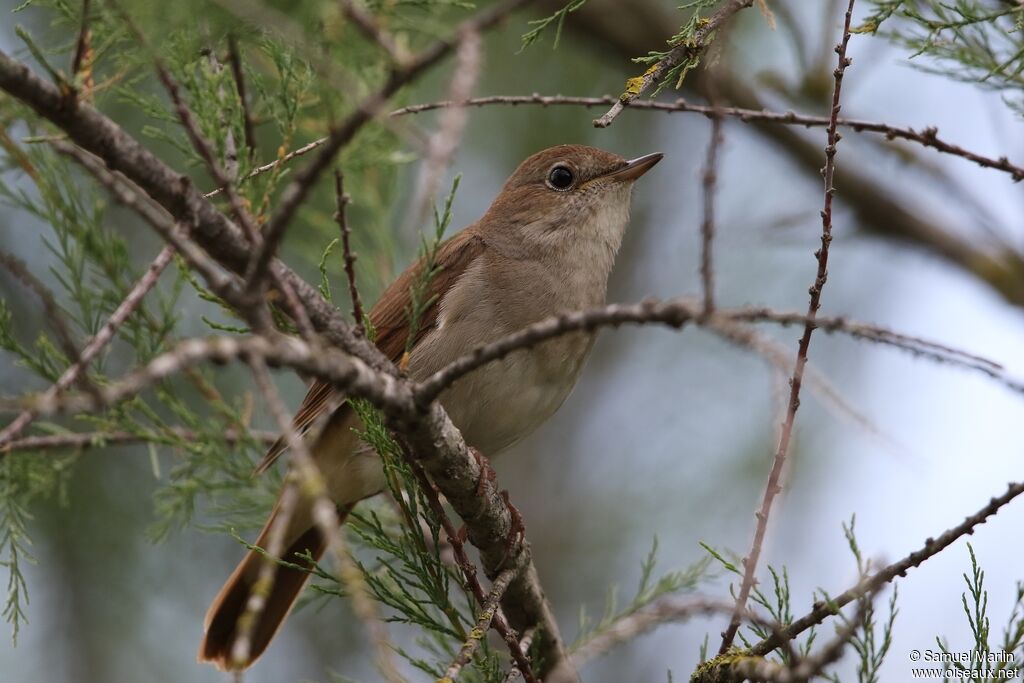 Common Nightingale