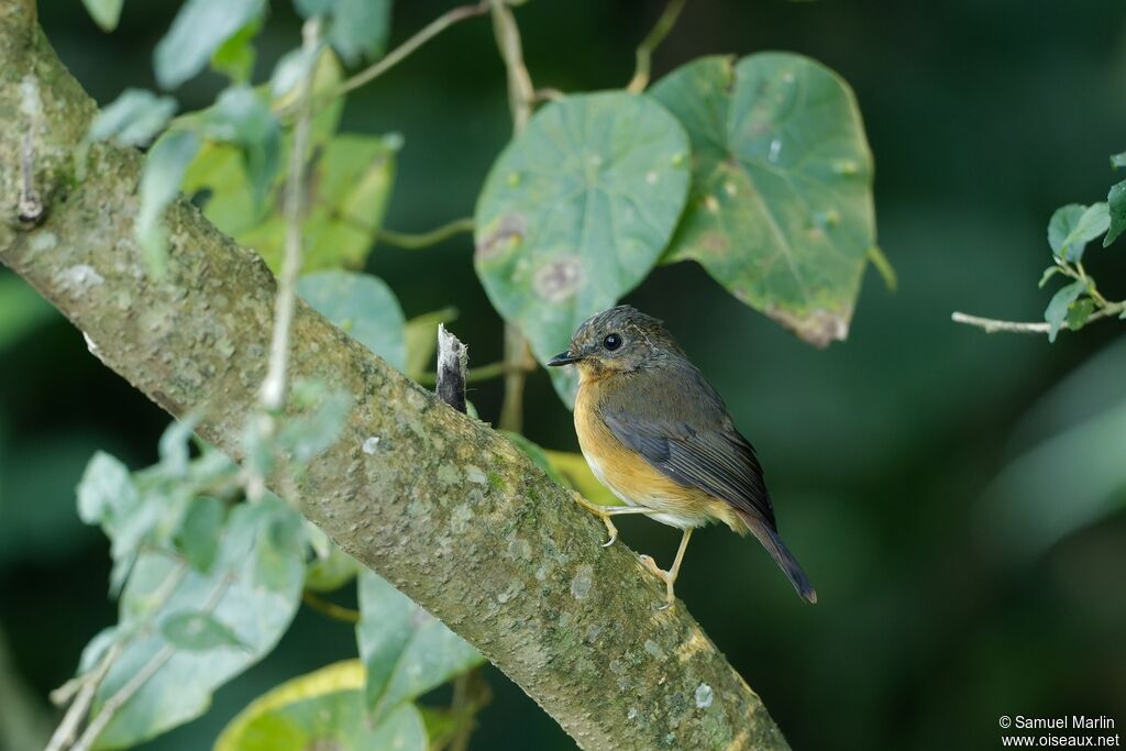 Equatorial Akalatadult