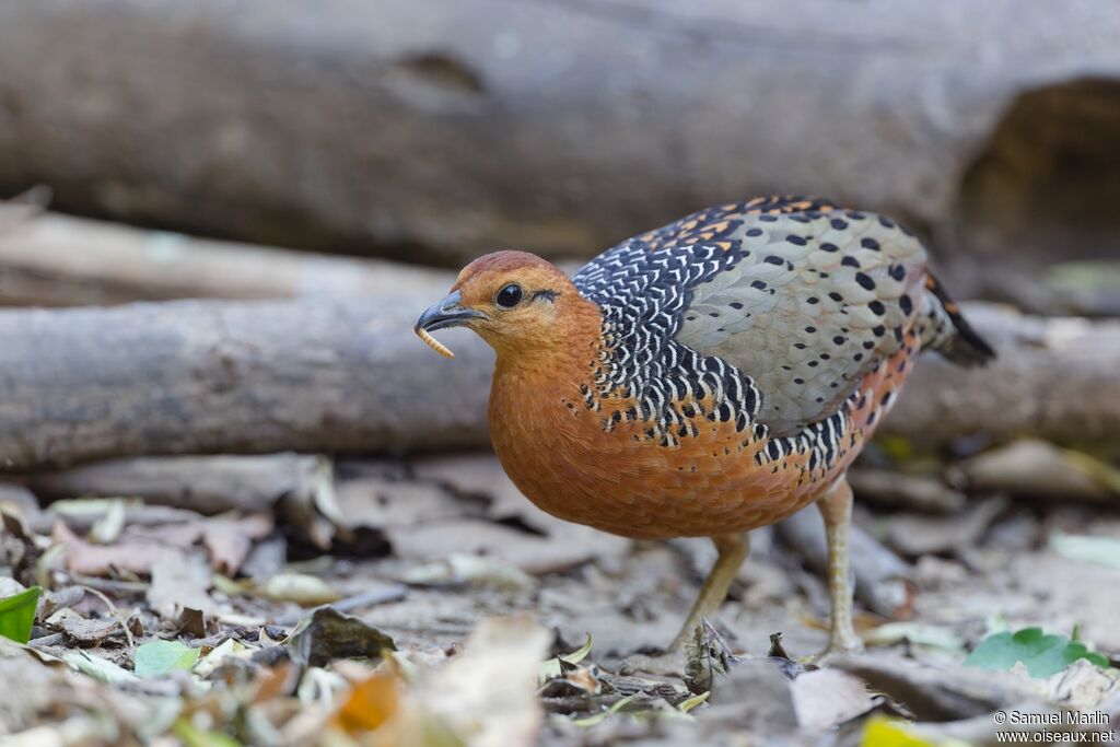 Ferruginous Partridgeadult, eats