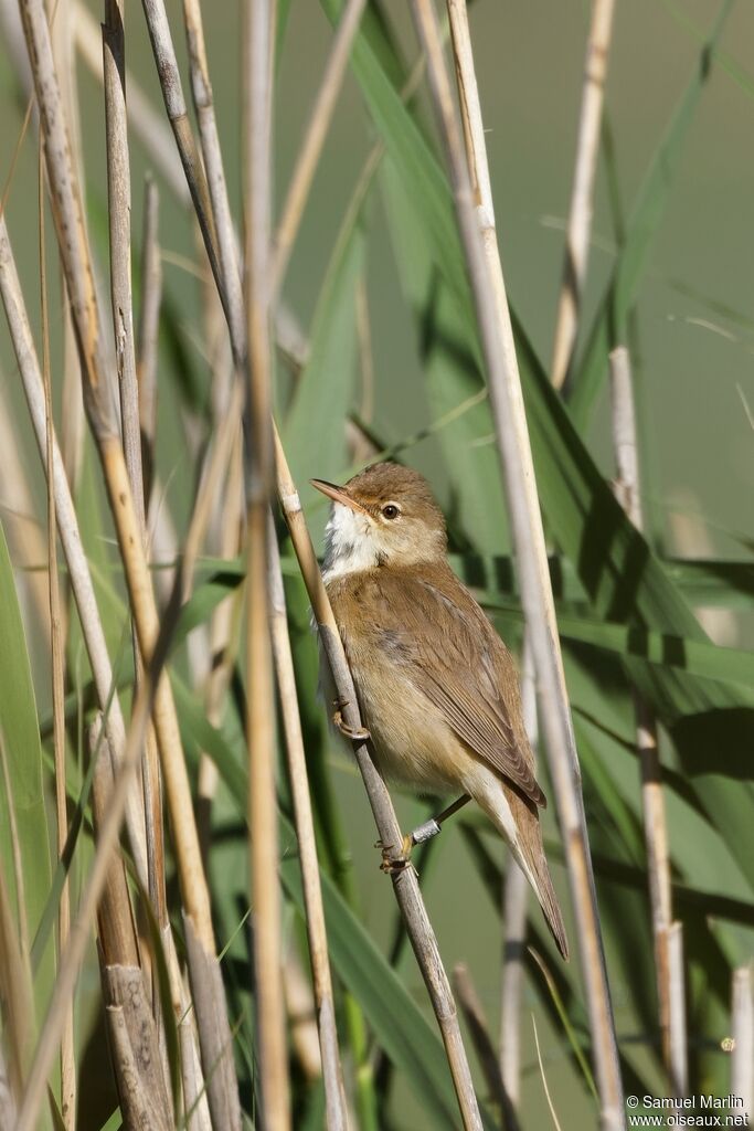 Rousserolle effarvatteadulte