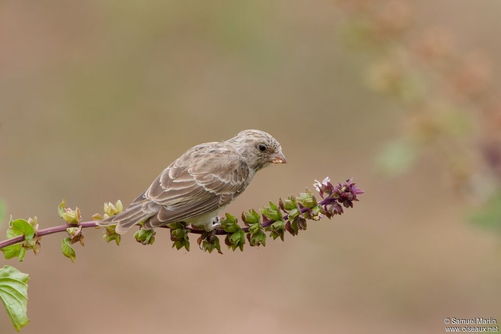 White-rumped Seedeateradult