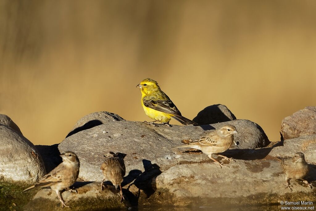 Serin de Sainte-Hélèneadulte