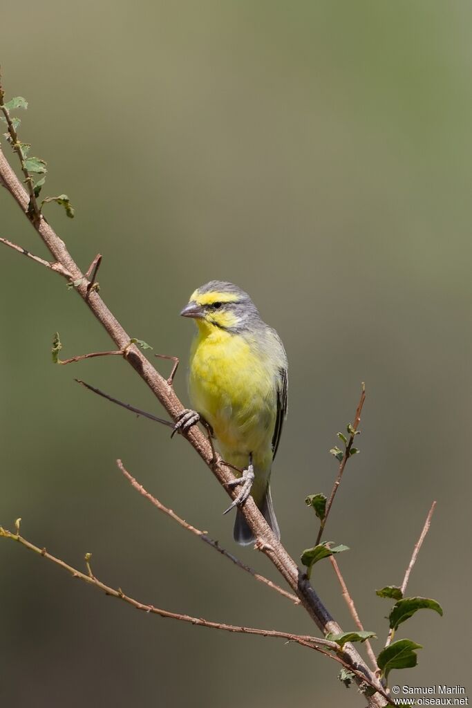 Yellow-fronted Canaryadult
