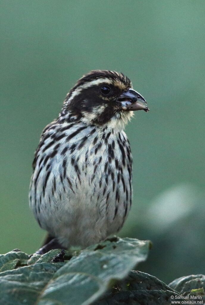 Serin striéadulte
