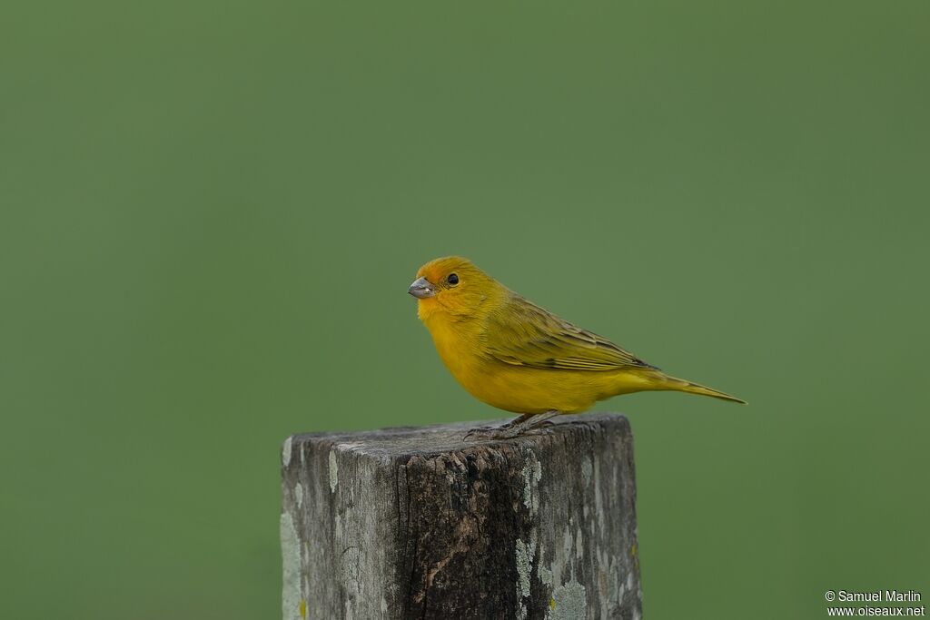 Saffron Finchadult