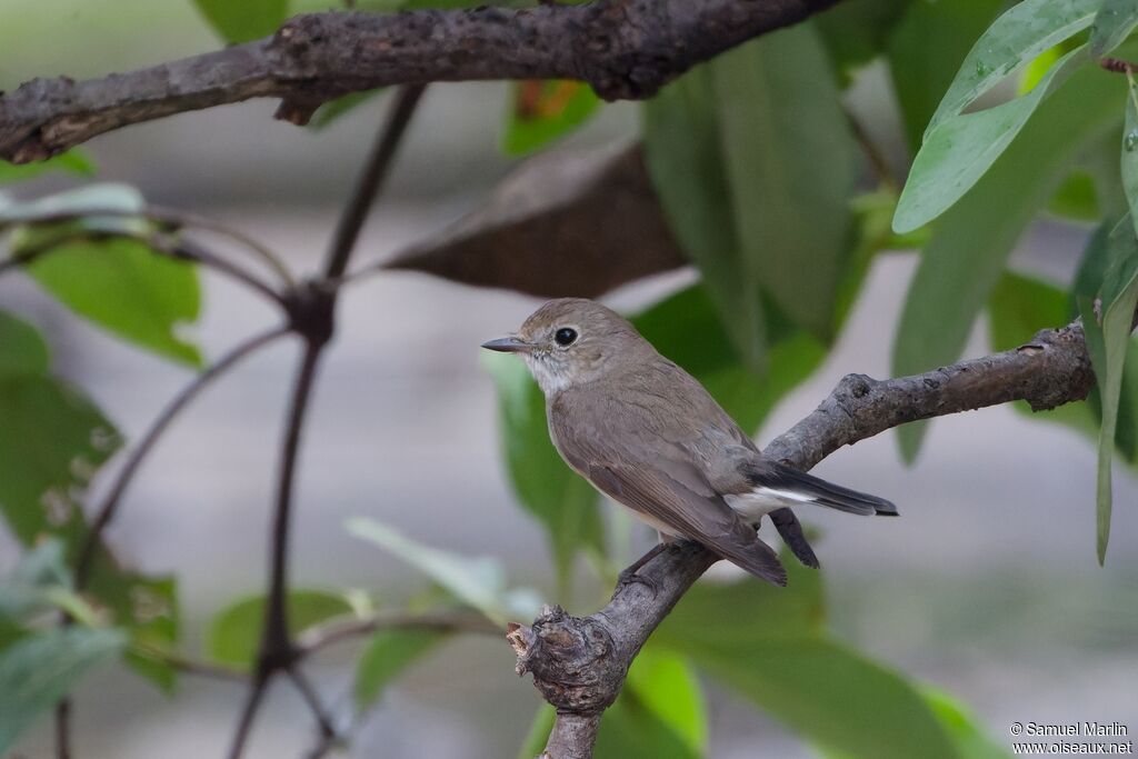 Mangrove Whistler