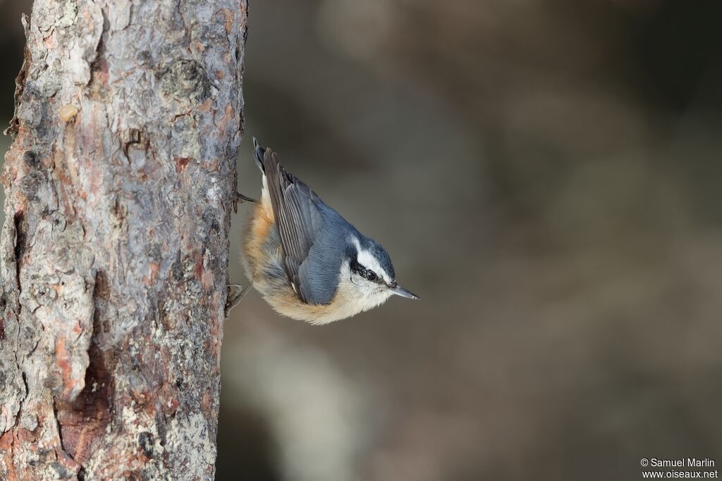 Red-breasted Nuthatch