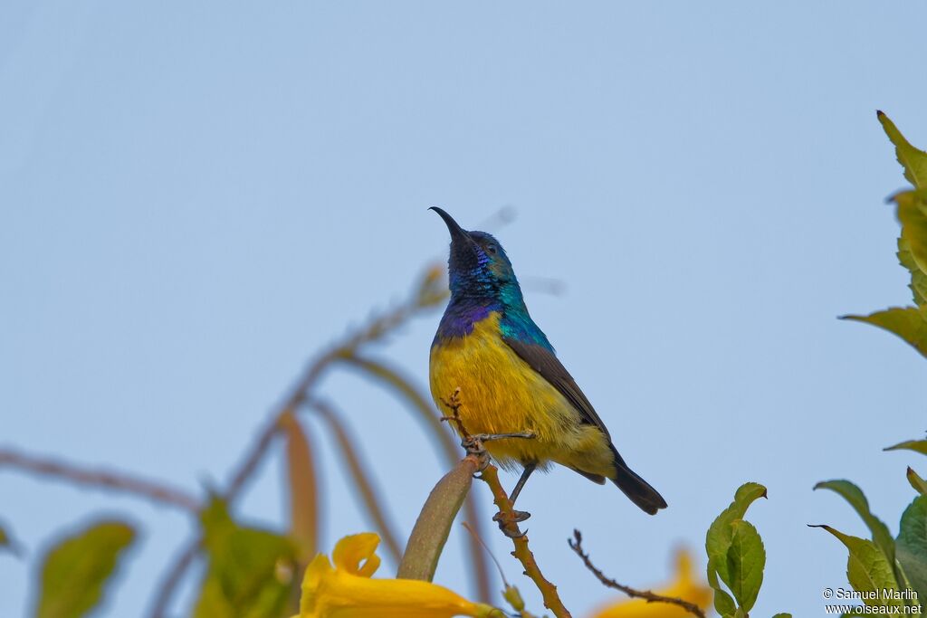 Collared Sunbird male adult