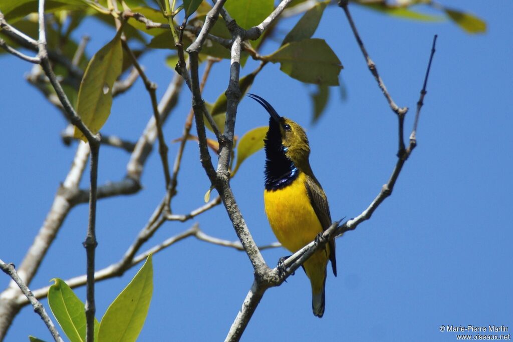 Sahul Sunbird male adult