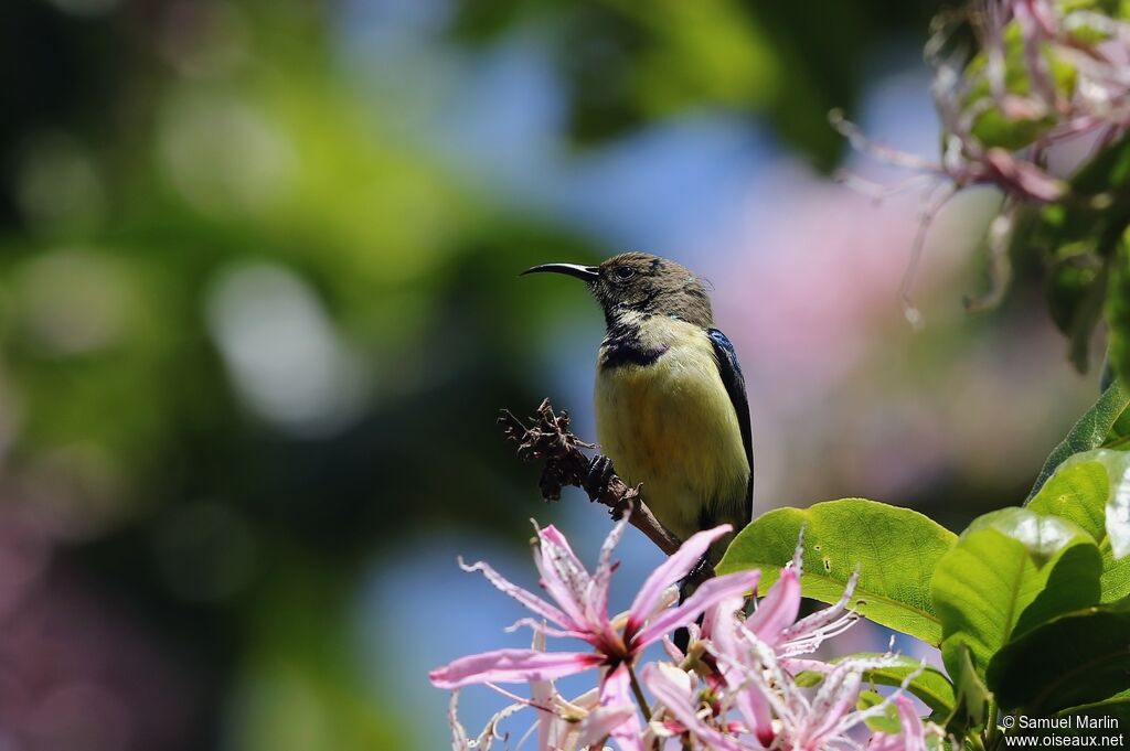 Variable Sunbirdimmature